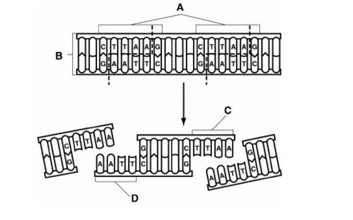Solved grade 12 biology. what are the structures in C and D | Chegg.com