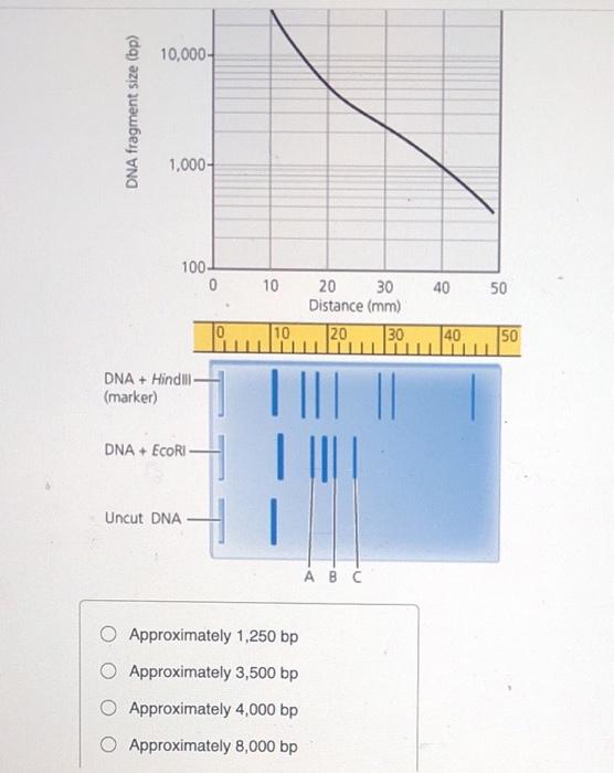 Solved Once The Dna Fragments Are Separated By