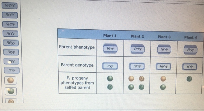 Deducing phenotypes and genotypes of selfed parents