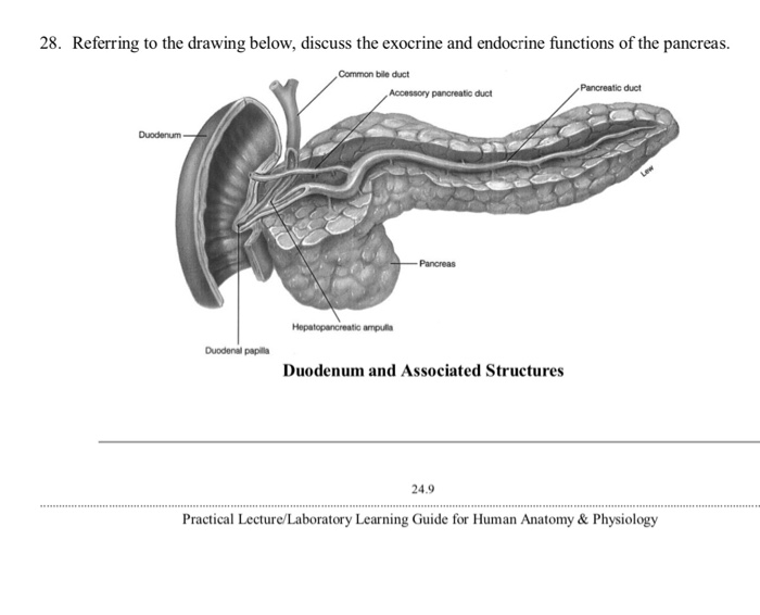 Anatomy of the pancreas. | Download Scientific Diagram