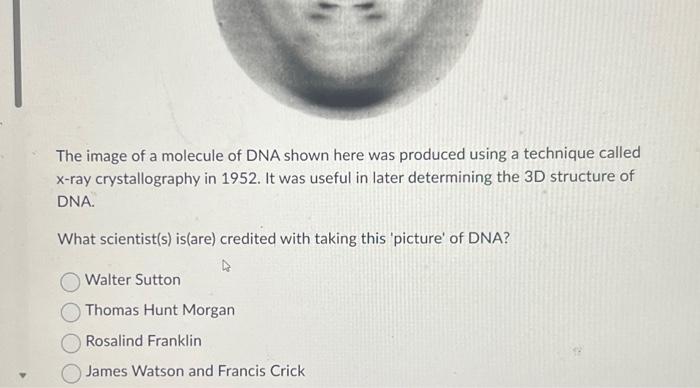 Solved The image of a molecule of DNA shown here was | Chegg.com