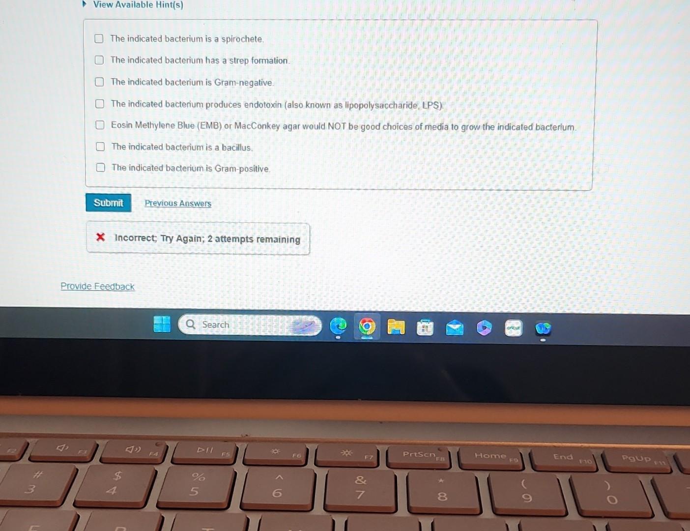Solved 5 nce Lab Practical: Microscopy of Bacteria - Gram | Chegg.com