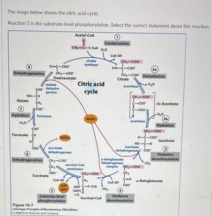 Solved The image below shows the citric acid cycle. Reaction