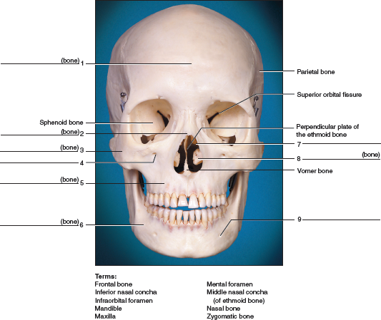 Solved Identify The Numbered Bones And Features Of The Skulls