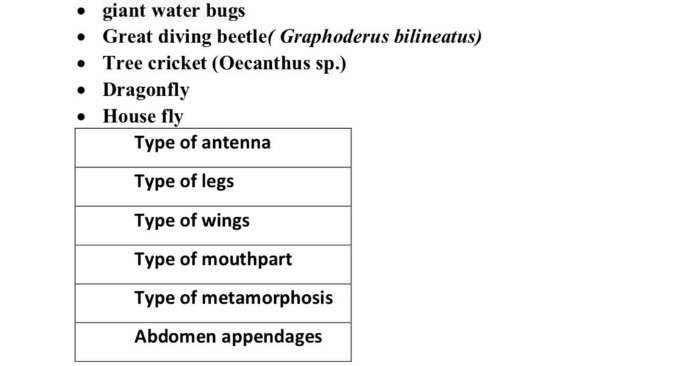 Giant Water Bugs Great Diving Beetle Graphoderus Chegg Com