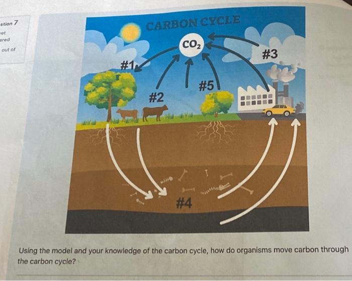 Solved Using the model and your knowledge of the carbon | Chegg.com