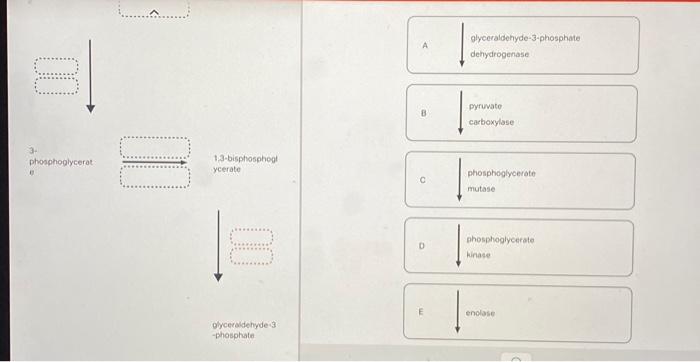 Choose the enzyme that catalyzes each reaction in the | Chegg.com
