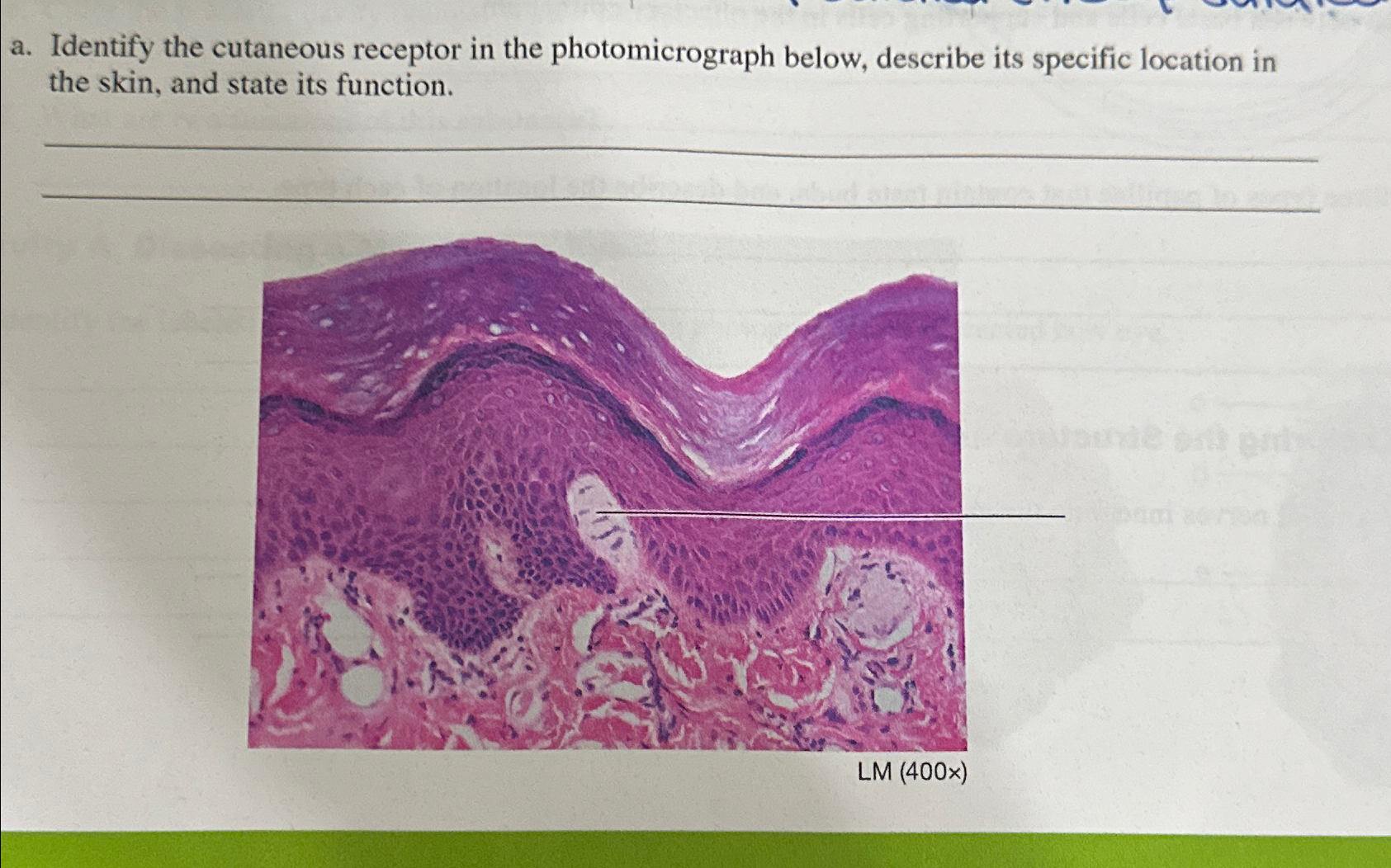 Solved a. ﻿Identify the cutaneous receptor in the | Chegg.com