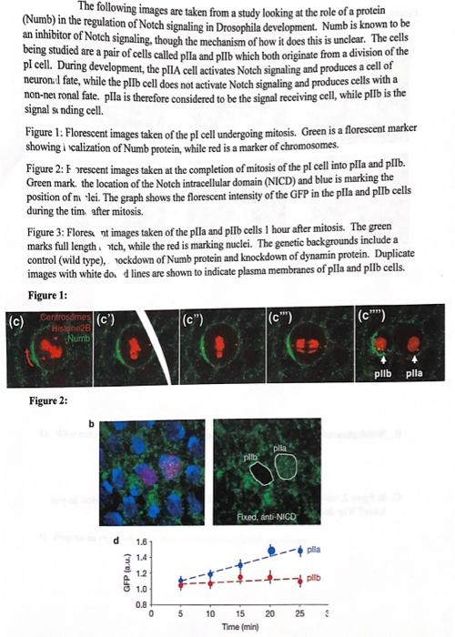 The Following Images Are Taken From A Study Looking | Chegg.com