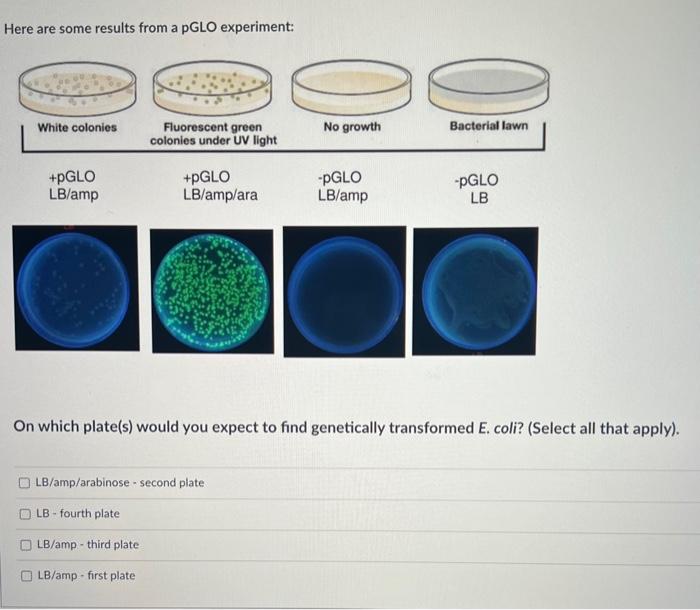 Solved On Which Plates Would You Expect To Find Genetically | Chegg.com