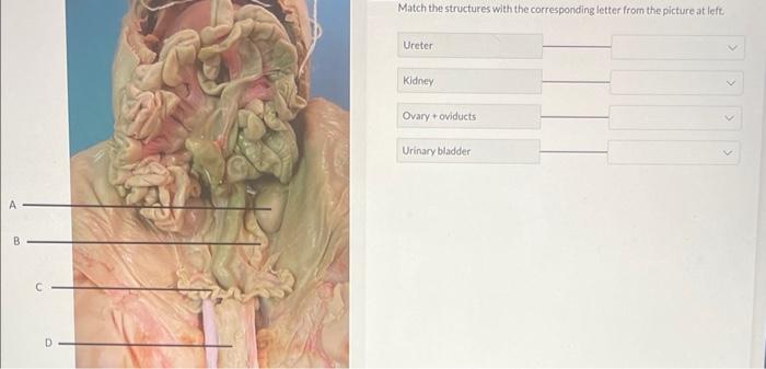 Solved Match the structures with the corresponding letter | Chegg.com