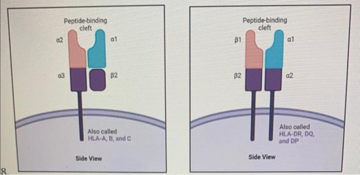 Solved L Label the above figure with MHC class I or MHC | Chegg.com
