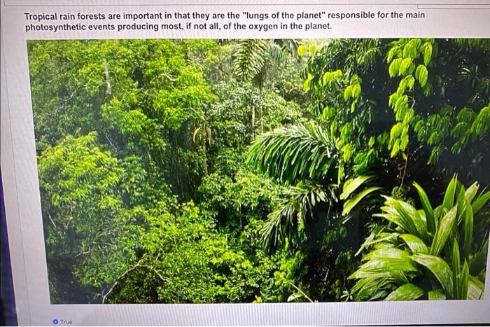 Solved Tropical rain forests are important in that they are