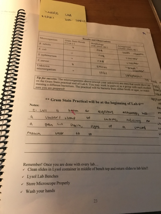 unknown bacteria lab report