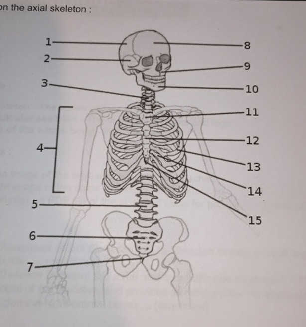 Solved on the axial skeleton :I need help labeling the chart | Chegg.com
