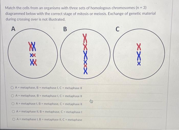 Solved Match the cells from an organisms with three sets of | Chegg.com