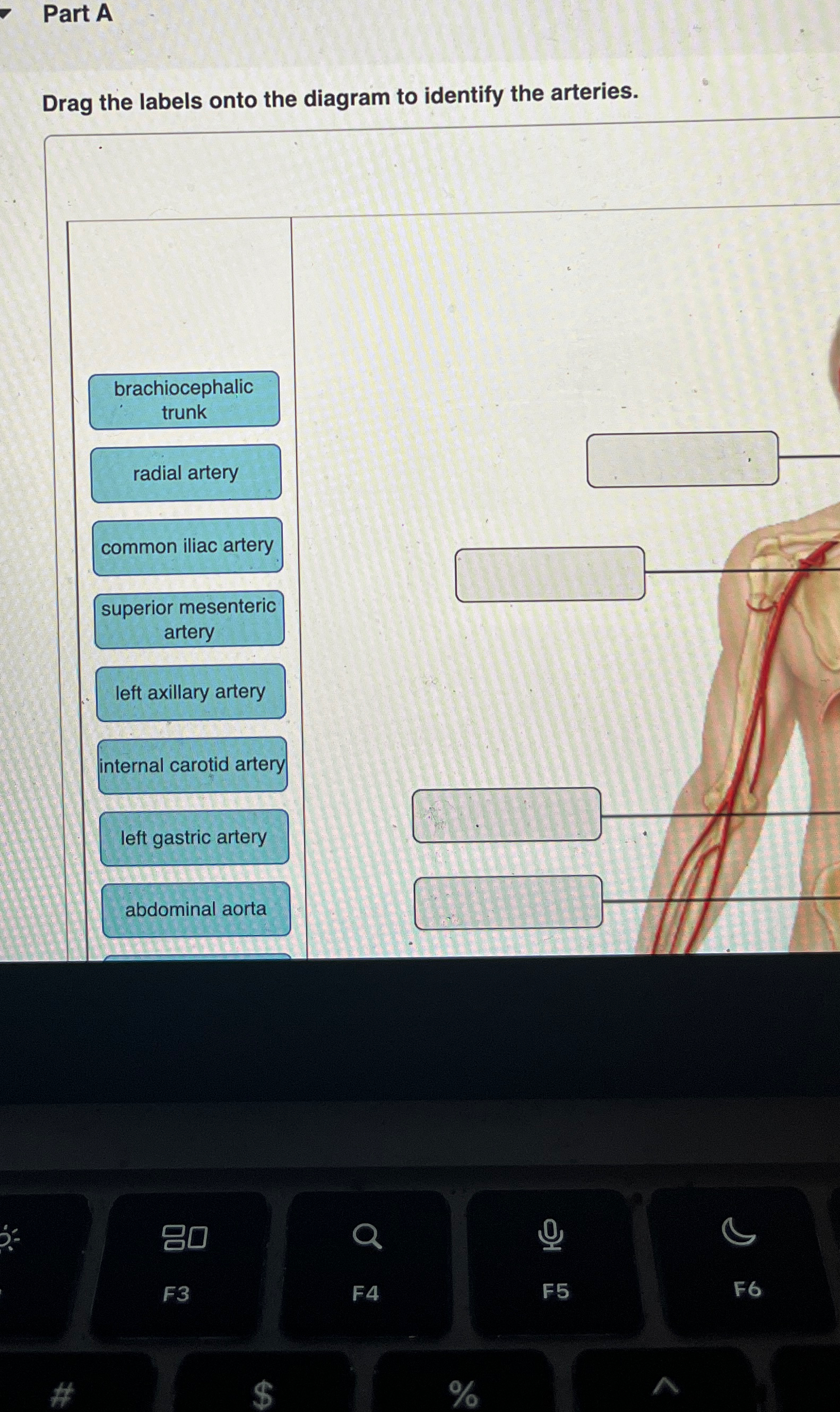 Solved Part ADrag the labels onto the diagram to identify | Chegg.com