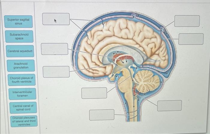 Solved Superior sagittal sinus Subarachnoid space Cerebral | Chegg.com