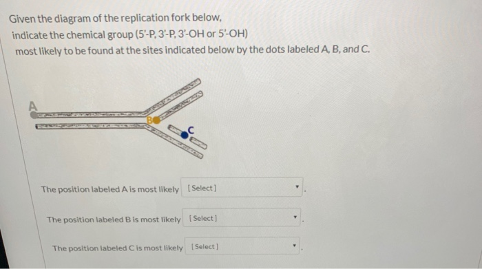 Solved Given the diagram of the replication fork below, | Chegg.com