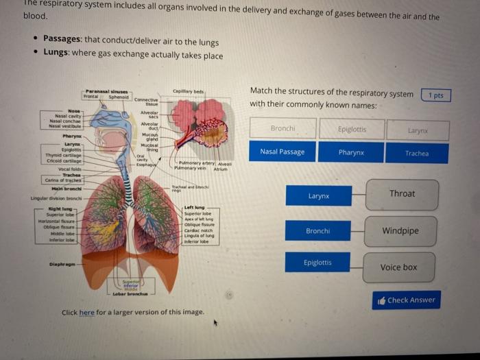 Solved The respiratory system includes all organs involved | Chegg.com