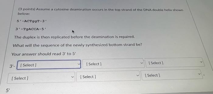 Solved (3 points) Assume a cytosine deamination occurs in | Chegg.com