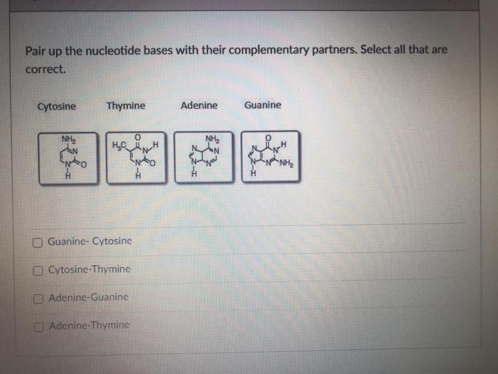 画像をダウンロード Pair Up The Nucleotide Bases With Their Complementary Partner The Double Helix Pair Up The Nucleotide Bases With Their Complementary Partners