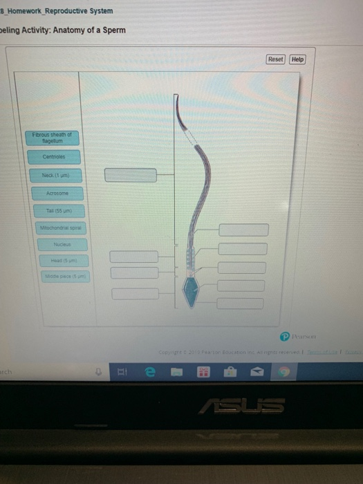 Reproductive system organ image