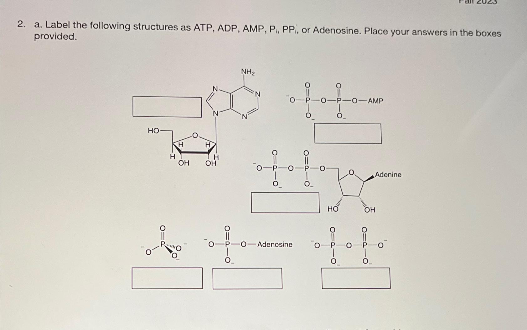 Solved Label the following structures as ATP, ADP, AMP, Pi, | Chegg.com