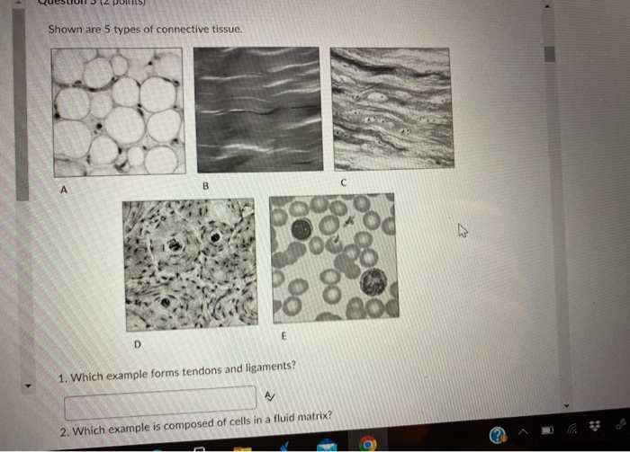 Solved Shown are 5 types of connective tissue. B с А E D 1.