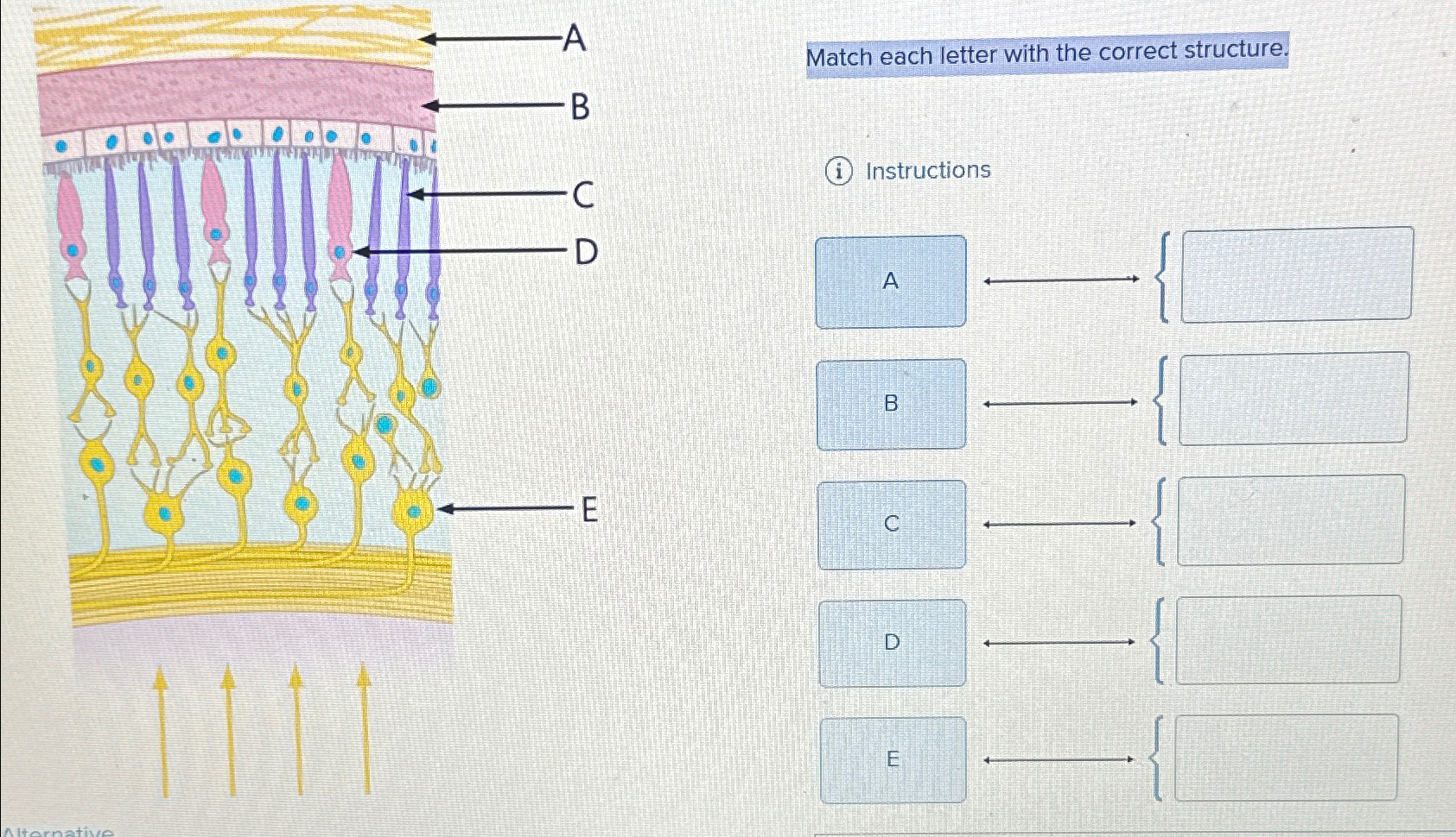 Solved Match each letter with the correct structure.(i) | Chegg.com