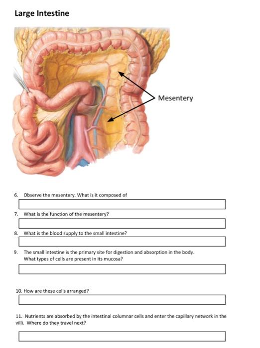 Solved LARGE INTESTINE Locate and label the following: 1. | Chegg.com