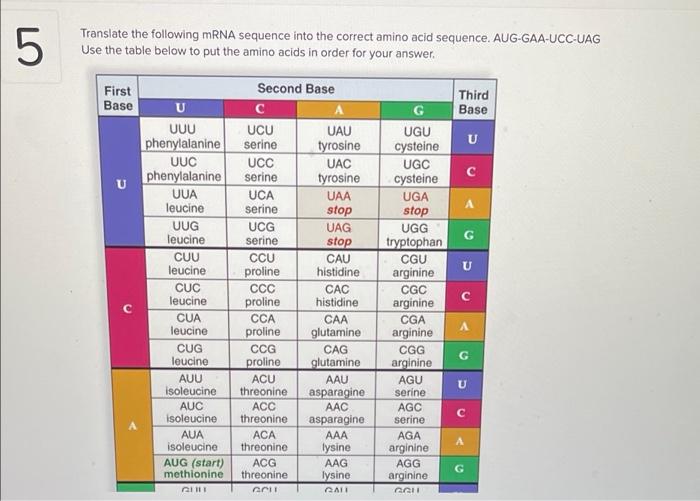 Solved 5 Translate the following mRNA sequence into the