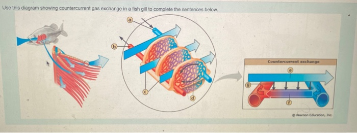 Solved Use this diagram showing countercurrent gas exchange | Chegg.com