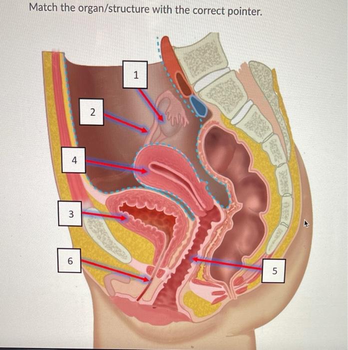 Major organ functions & anatomy 👫