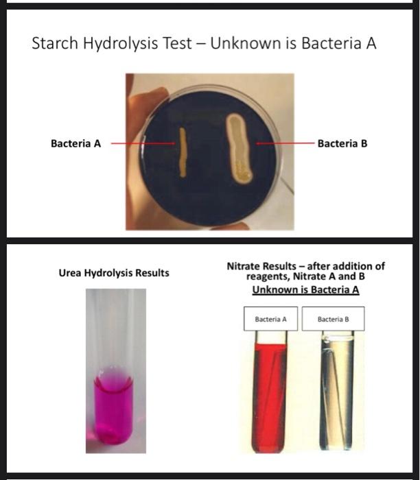 Starch Hydrolysis Test Unknown is Bacteria A