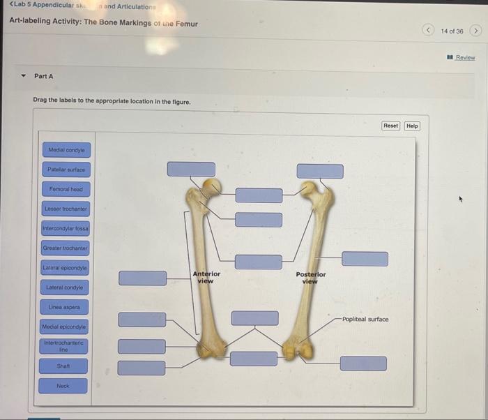 Solved Clab 5 Appendicularski And Articulation Art Labeling Chegg Com