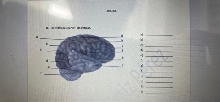 BOLBL H. Identifica las partes sin rotular. e) 0 b)