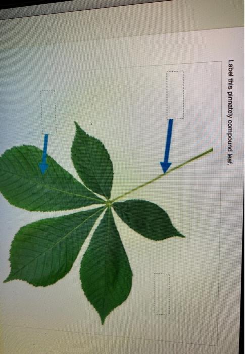 Solved Label this pinnately compound leaf. # petiole 1: | Chegg.com