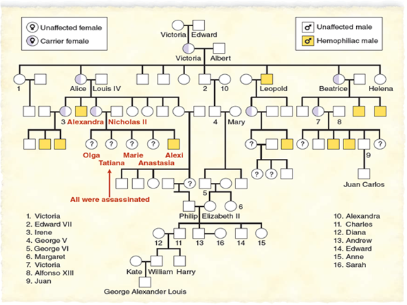 Solved Hemophilia And The Royal Families Of EuropeAbout 1 In 1 