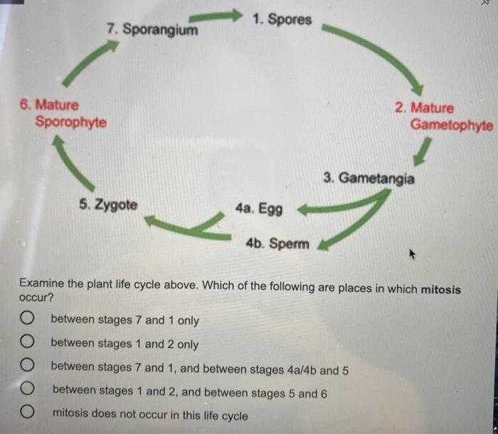 Solved २ 1 Spores 7 Sporangium 6 Mature Sporophyte 2