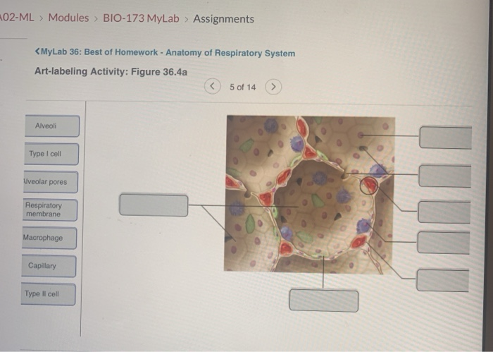 Solved 02-ML > Modules > BIO-173 MyLab » Assignments | Chegg.com