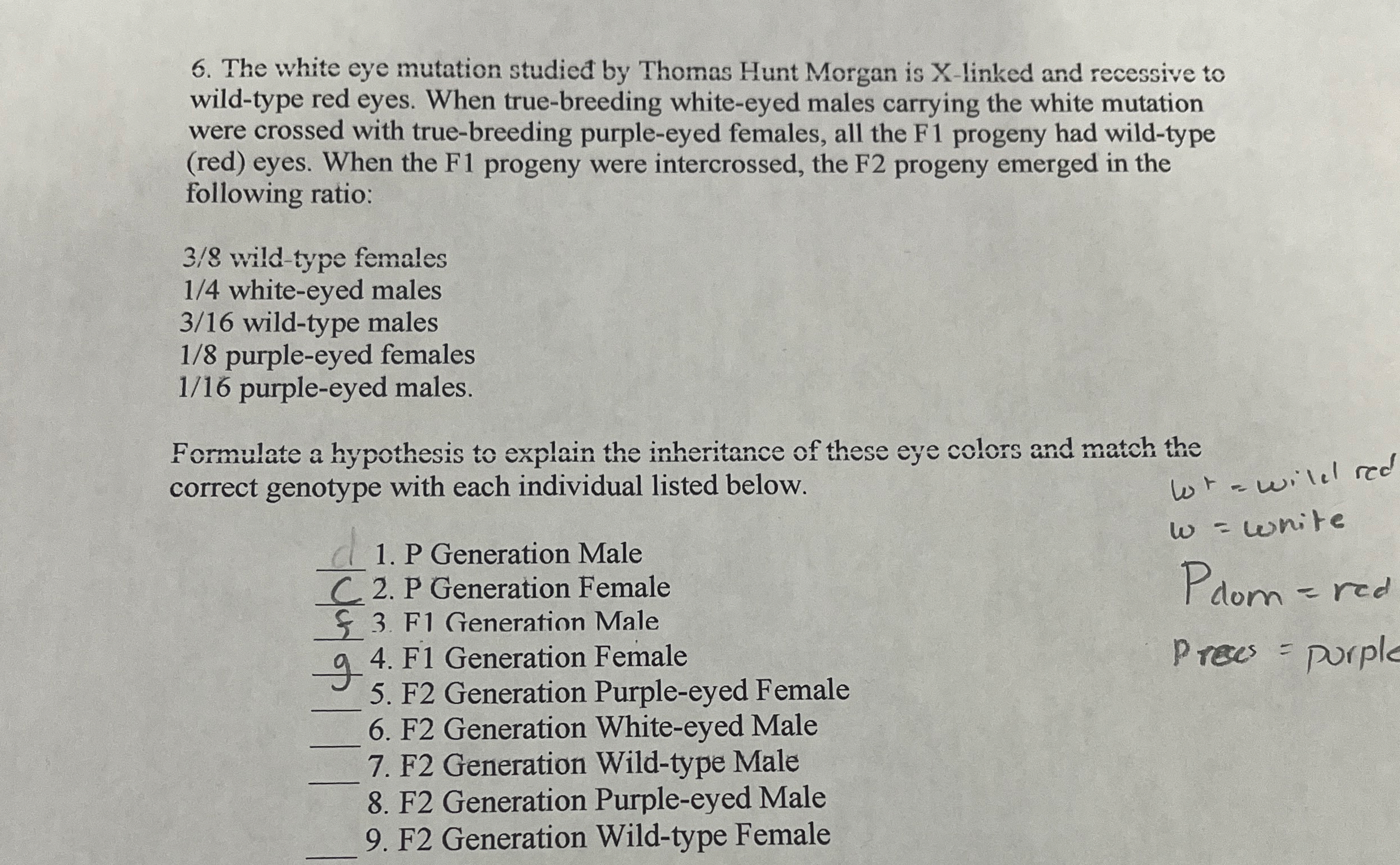 Solved The white eye mutation studied by Thomas Hunt Morgan | Chegg.com