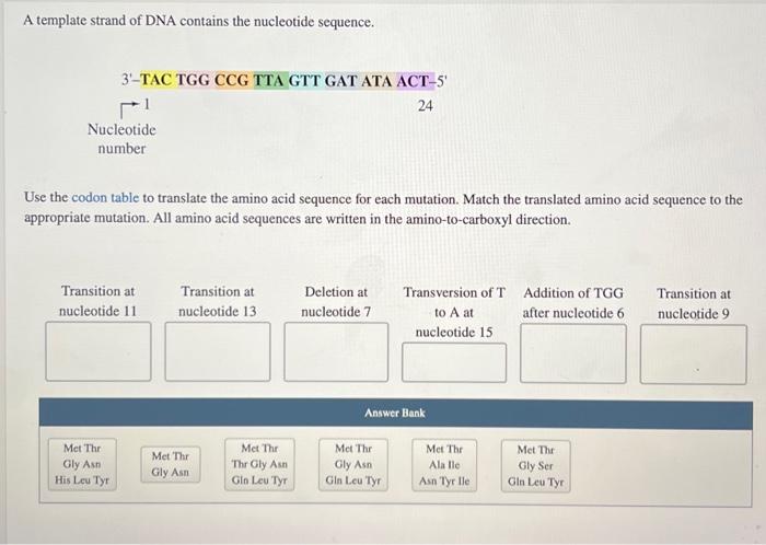 Solved A template strand of DNA contains the nucleotide Chegg com