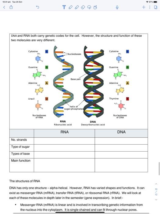 Solved Connecting nucleotides together - The DNA backbone | Chegg.com