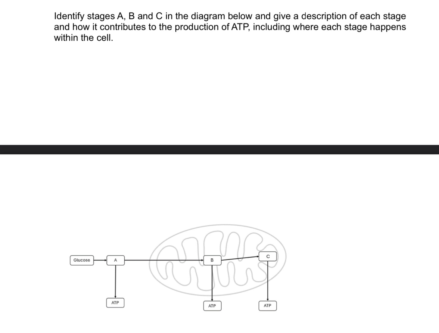 Solved Identify stages A, ﻿B and C in the diagram below and | Chegg.com