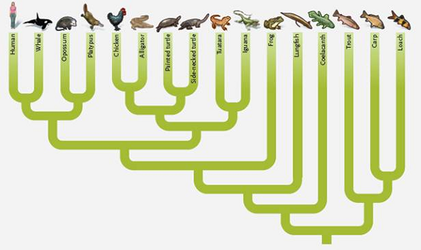 Solved: The phylogenetic tree for vertebrates depicted below was c