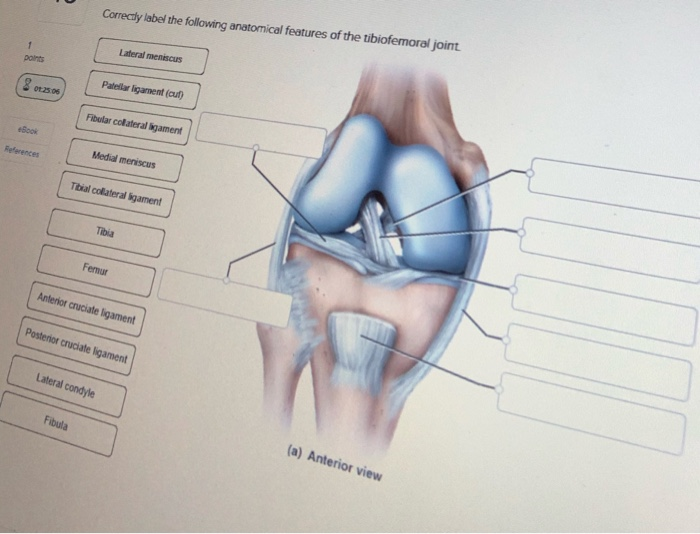 Solved Correctly label the following anatomical features of | Chegg.com