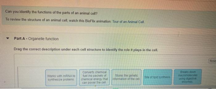 Can You Identify The Functions Of The Parts Of An Chegg Com