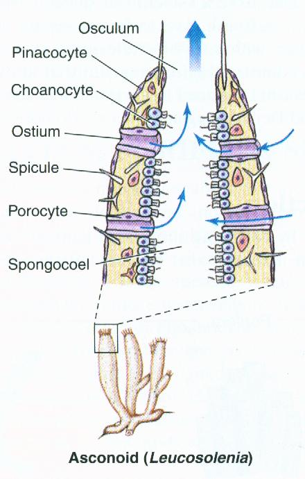 water is moved through the body of the sponge by the choanocytes or archeocystes or pinacoderm