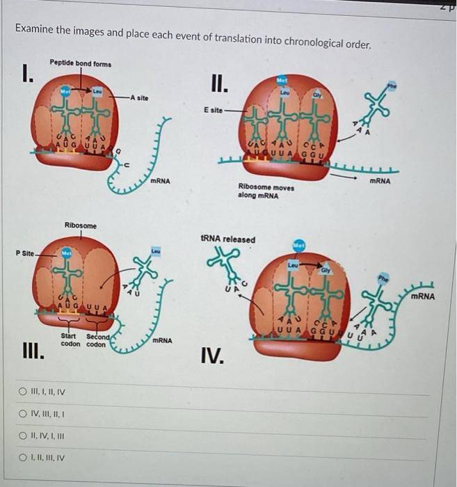 Solved What amino acid sequence would arise from the | Chegg.com